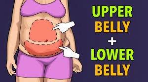 upper belly and lower belly fat