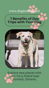 7 benefits of day trips with your dog
