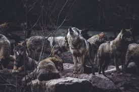Check fixtures, tickets, league table, club shop & more. Striking A Balance A Proposed Conservation Plan For Washington S Wolves Sierra Club
