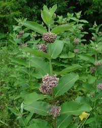 milkweed common eat the weeds and