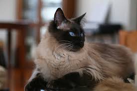 That's a lot of information! Balinese Cat Breed Characteristics Temperaments Care