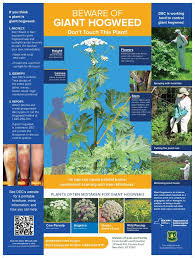 Giant Hogweed A Plant That Can Burn And Blind You But Dont Panic