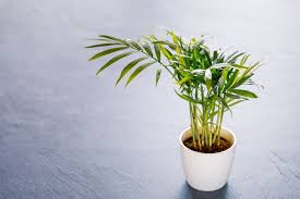 Parlor Palm Plant Care Growing Guide
