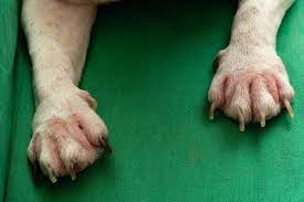 nail and nail bed yeast infections in dogs