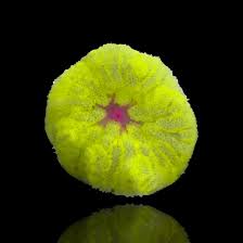 stictyla tapetum mini carpet anemone