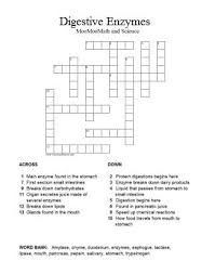 Digestive Enzymes Crossword Puzzle