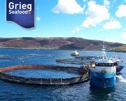 The company specializes in fresh atlantic salmon. Grieg Seafood Purchases Shetland Firm The Norwegian American