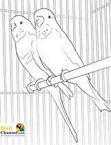 Did you scroll all this way to get facts about parakeet color? Pet Bird Parrot Finch Canary Coloring Pages Bird Drawings Animal Drawings Coloring Pages