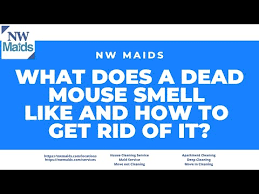 what does a dead mouse smell like nw