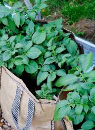 Grow Bags For Gardening