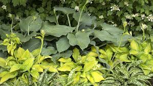 5 Ways To Design With Hostas In Your Garden