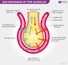 Explore How Gas Exchange In The Lungs Takes Place In Vivid