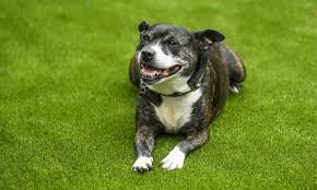 Artificial Grass For Dogs Pets