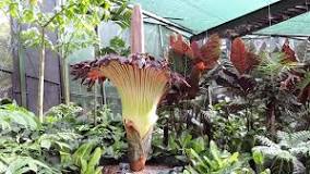 Does corpse flower eat human?