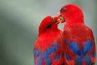 Pictures of 2 parrots kissing images download <?=substr(md5('https://encrypted-tbn0.gstatic.com/images?q=tbn:ANd9GcTXahzh7J9psMJV5X21m1XLJLTMAmzV7hoP6adj5t2dptc5ruyKZXtO4KTD'), 0, 7); ?>