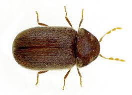 carpet beetle infestation exterminator