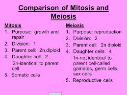 Comparison Of Mitosis And Meiosis Ppt Video Online Download