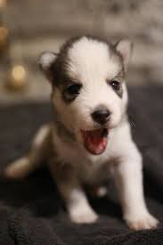 shot of a cute puppy free stock photo