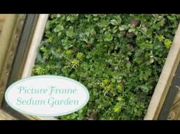picture frame sedum garden
