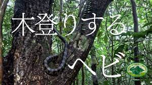 アカマタ】木を登るヘビ、アカマタ - YouTube