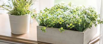 Bringing Outdoor Plants Indoors