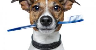how to properly brush your pets teeth