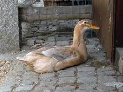 image of Saxony duck