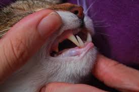 The incisors and primary canines come in first, according to pet health network, with the others following in quick succession. How Many Teeth Do Cats Have Do Cats Lose Teeth How Can I Take Care Of Their Teeth