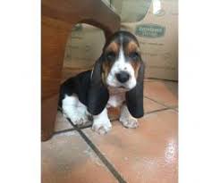 Bringing my new basset home; Basset Hound Puppy For Sale By Ownerflorida Puppies For Sale Near Me