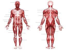 Chartex muscle anatomy chart series is designed as a useful reference resource and training aid for hospitals, medical establishments, physiotherapists, educational facilities, sports clinics and gymnasiums. Pin On Muscle