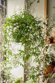 how to grow and care for vining jasmine