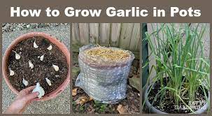 How To Grow Garlic In Pots The Best