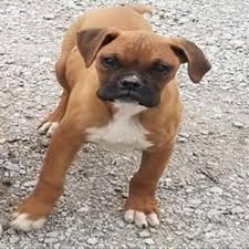 Puppyfinder.com is your source for finding an ideal boxer puppy for sale in indiana, usa area. Boxer Puppies For Sale Indianapolis In