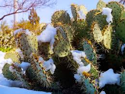 Nevertheless, in the broader sense, the coldest temperature a cactus will live at is highly dependent on the plant. What Cacti Are Cold Hardy Cold Weather Cactus Varieties