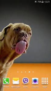 Dog Licks Screen 4K Wallpaper for ...