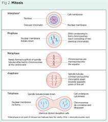 cell division and genetic diversity