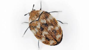 carpet beetle control and removal in dallas