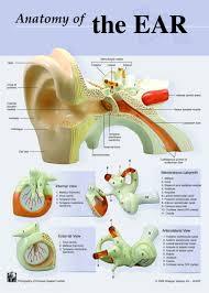 Poster Size Ear Anatomy Chart C7133 Denoyer Geppert