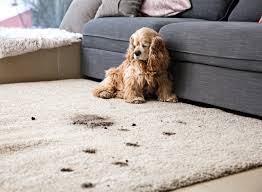 can carpet cleaning make my dog sick