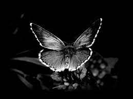 Butterfly Black Wallpapers - Top Free ...