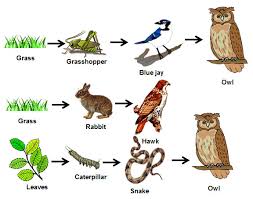 Image result for food chain prairie