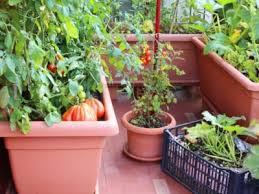Container Gardening Growing