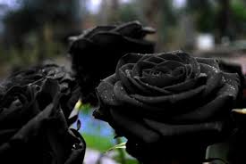 rare black rose only grows in a