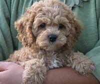 Three females and three males available. Cockapoos Breeders Registry American Cockapoo Club