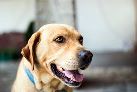 bad dog breath for bowling green