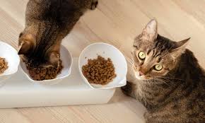 can healthy cats eat renal food bechewy
