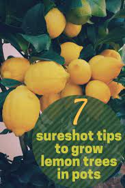 grow lemon tree in a pot