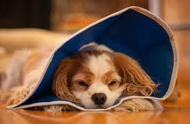 dog cone alternatives for post op