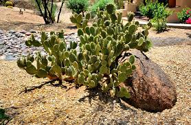 Cactus Garden To Your Texas Landscaping