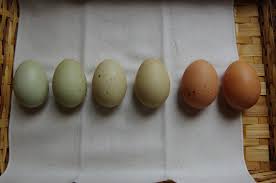 All About Egg Color Community Chickens